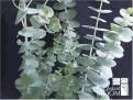 Aromatherapy eucalyptus 